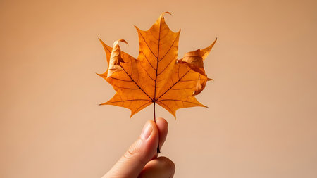 Autumn maple leaf in female hand on a beige background.の素材