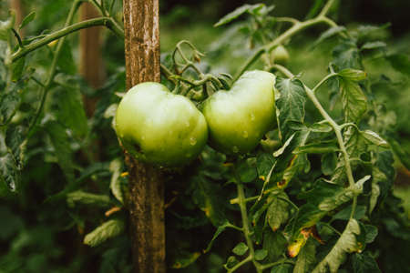 unripe tomato fruits on the garden bed at home. tomatoes covered with raindrops after rainの写真素材