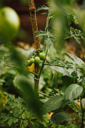 unripe tomato fruits on the garden bed at home. tomatoes covered with raindrops after rain