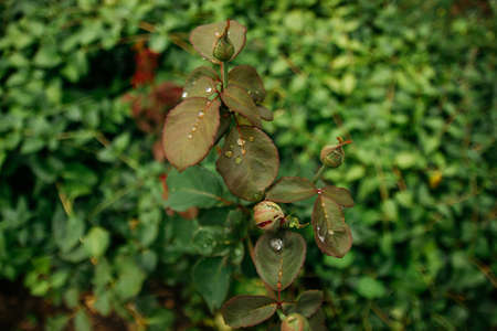 rain drops on blooming flowers in summer garden