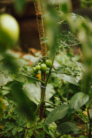 unripe tomato fruits on the garden bed at home. tomatoes covered with raindrops after rainの写真素材