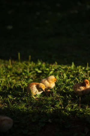 baby chickens walk around the home garden in the villageの写真素材