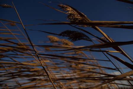 it is autumn time, the sky is blue and in the foreground are bushes of reed plants