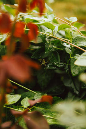 birds in the nest in the sea sunの写真素材