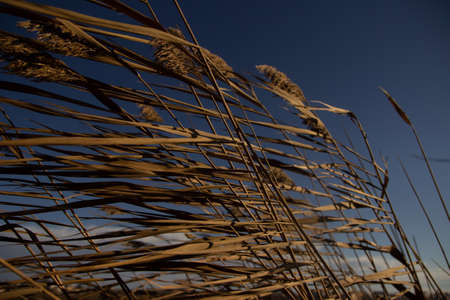 it is autumn time, the sky is blue and in the foreground are bushes of reed plantsの写真素材