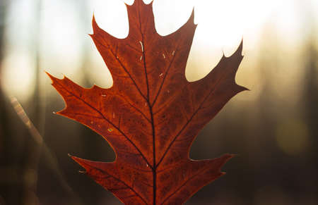 autumn in the park,grass in the woodsの写真素材