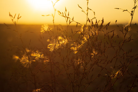 Ukrainian wheat field at sunset. wheatの写真素材