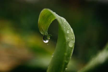 flowers after rain, raindrops on leaves and flowers home flower garden after rain