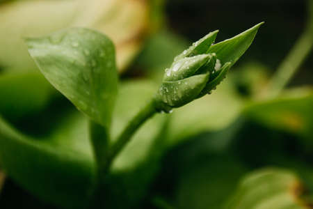 flowers after rain, raindrops on leaves and flowers home flower garden after rain
