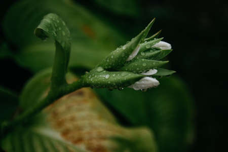 flowers after rain, raindrops on leaves and flowers home flower garden after rain