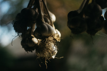 Dried garlic Garlic is drying in the yardの写真素材