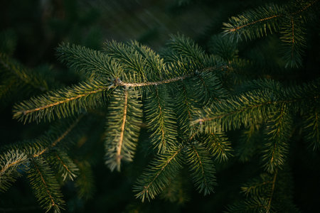 Fir tree branches in the forest. Shallow depth of field.