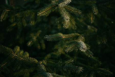 Close up of green fir tree branches. Natural background. Selective focus.