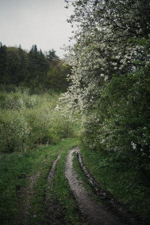 A rural road in the middle of a blooming spring forest.の写真素材