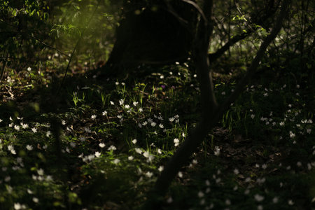 Spring forest with white flowers in a sunny day. Landscape.の写真素材