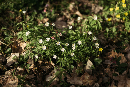 Wood anemone (Anemone nemorosa) flowers