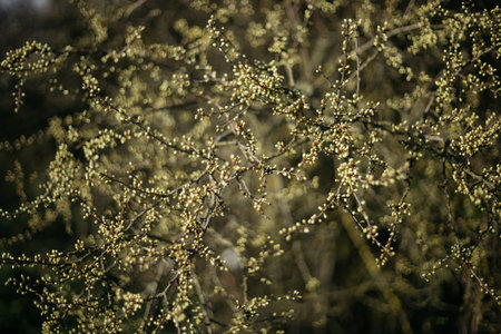 Blossoming willow branches on a spring day. Selective focus.