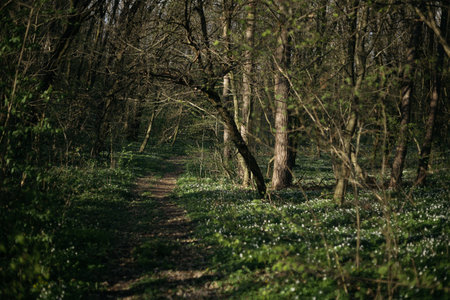 Path in the spring forest with blooming snowdrops in the foregroundの写真素材