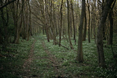 Spring forest with white flowers. Early spring in the forest. Spring landscape.の写真素材