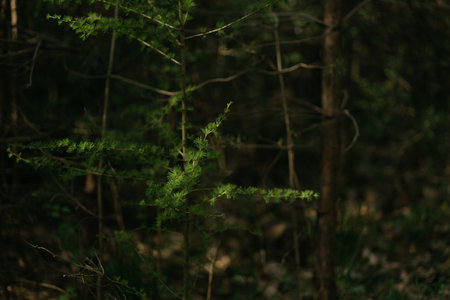 Fern in the forest in the evening. Shallow depth of field.の写真素材