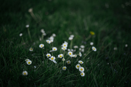 Field of daisies in the green grass. Selective focus.