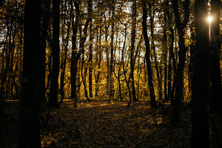 Sunset in the autumn forest. Yellow leaves on the ground.の写真素材