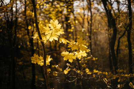 Autumn landscape with yellow maple leaves in the forest. Selective focus.の写真素材