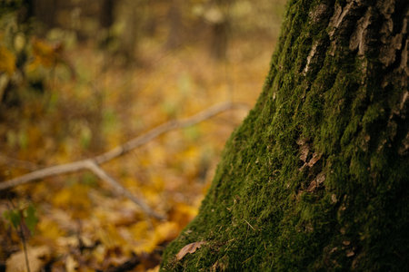 Moss on a tree in the autumn forest. Selective focus.