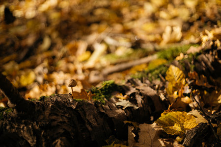 Mushroom in the autumn forest. Selective focus. Nature.の写真素材