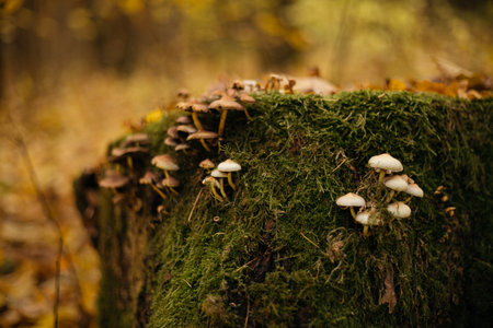 Mushrooms growing on a stump in the autumn forest. Selective focus.の写真素材
