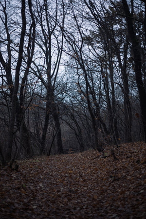 Autumn forest with fallen leaves and fog. Dark moody backgroundの写真素材
