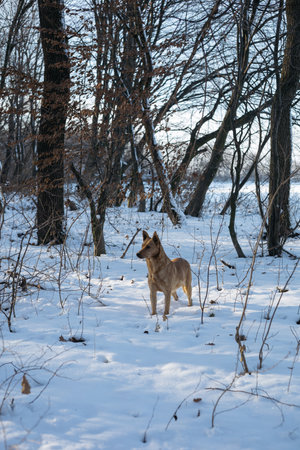 Red dog in the winter forest. The dog is standing in the snow.の写真素材
