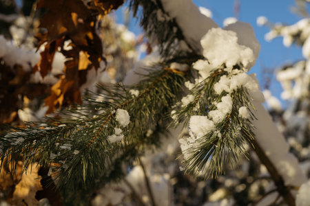 Snow on the branches of a Christmas tree in the winter forest.