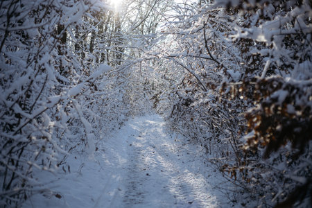Snowy road in the forest. Winter landscape with snow covered trees.の写真素材