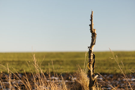 A dry tree in a field in winter, lit by the sunの写真素材