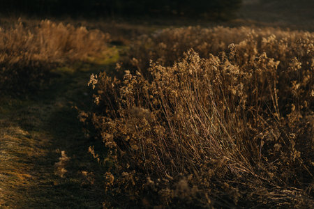 Dry grass in the meadow at sunset. Nature background.の写真素材