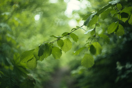 Beautiful green leaves in the forest. Nature background. Selective focus.の写真素材