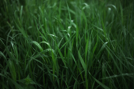 Green grass with dew drops in the morning. Nature background.の写真素材