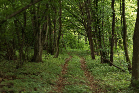Path in the green forest in spring, photo as a background, digital imageの写真素材
