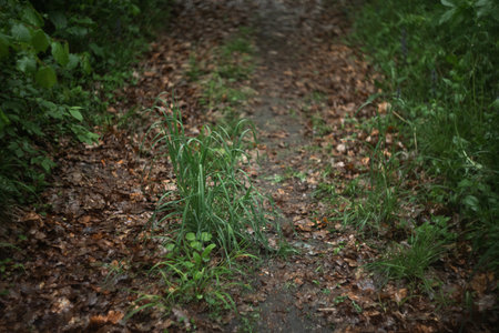 Path in the forest with green grass and dry leaves in the foregroundの写真素材