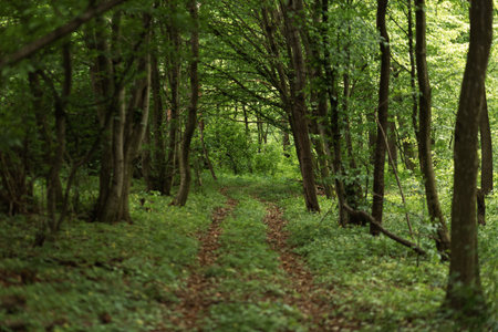 Path in the green deciduous forest with trees and grass.
