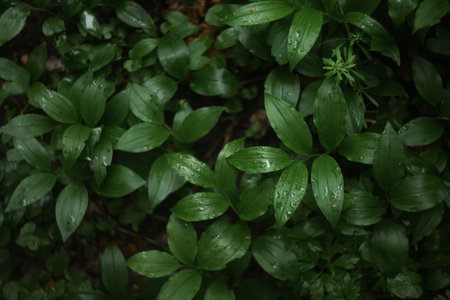 Green leaves with rain drops in the forest. Natural green background.