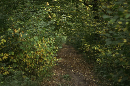 Path in the autumn forest with leaves and trees in the background.