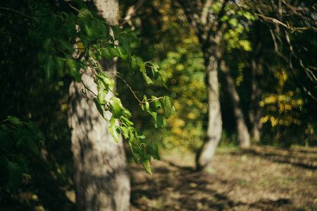 beautiful green leaves in autumn forest. retro vintage film grain effect