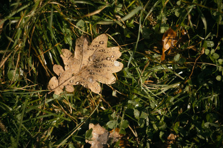 Dry oak leaf with dew drops on green grass background.