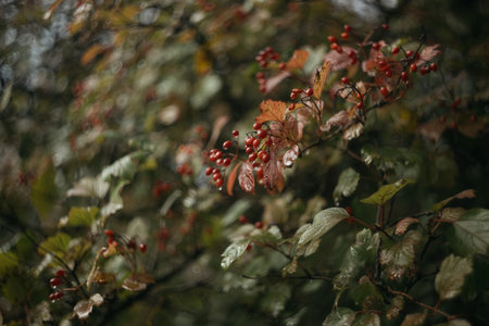 Red berries of viburnum with green leaves on a branch in autumnの写真素材