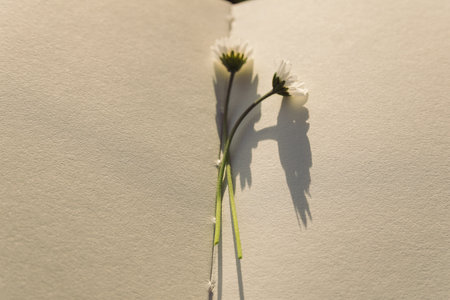 White daisy flower on white paper background. Minimalistic style.の写真素材
