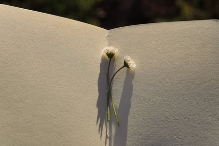 White daisy flower on a book with shadow from the sun.の写真素材