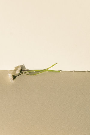 Dandelion flower on white paper background, closeup of photo