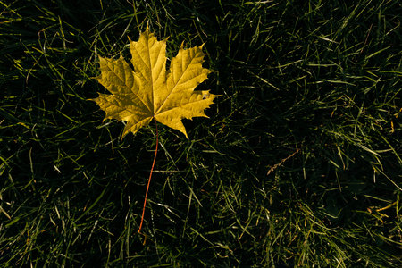 Autumn maple leaf on green grass, top view, selective focus